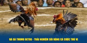 Tìm hiểu tính năng trực tiếp đá gà Thomo tại bet88